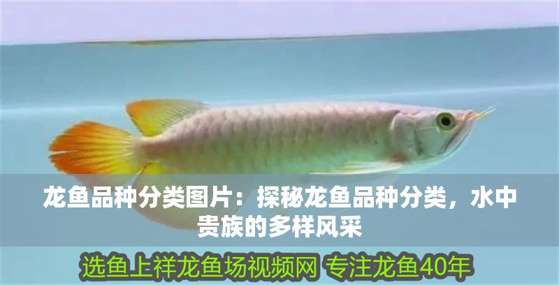 龍魚品種分類圖片：探秘龍魚品種分類，水中貴族的多樣風(fēng)采