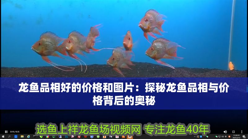 龍魚(yú)品相好的價(jià)格和圖片：探秘龍魚(yú)品相與價(jià)格背后的奧秘