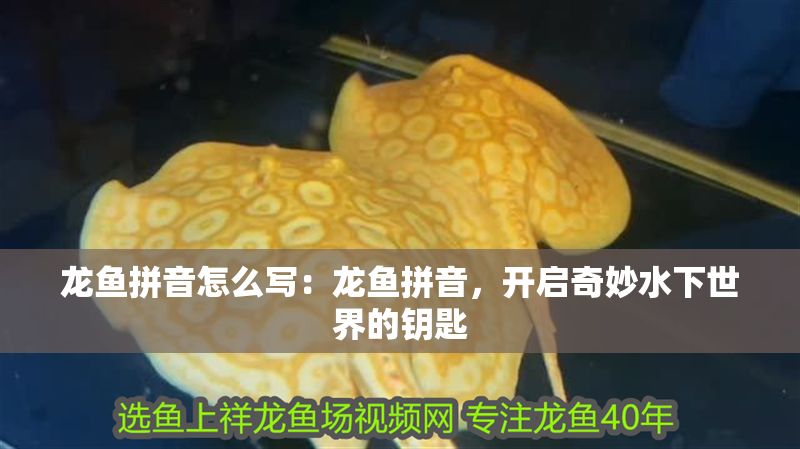 龍魚拼音怎么寫：龍魚拼音，開啟奇妙水下世界的鑰匙
