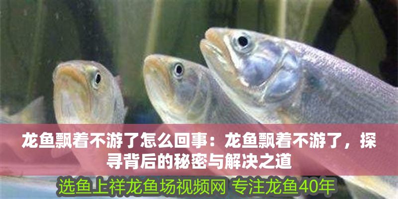 龍魚飄著不游了怎么回事：龍魚飄著不游了，探尋背后的秘密與解決之道
