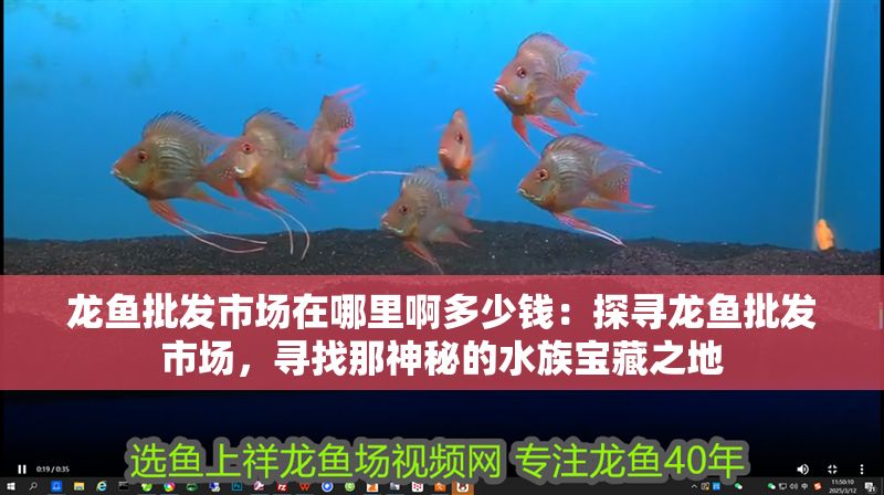 龍魚批發市場在哪里啊多少錢：探尋龍魚批發市場，尋找那神秘的水族寶藏之地