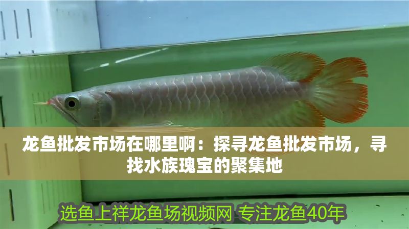 龍魚(yú)批發(fā)市場(chǎng)在哪里啊：探尋龍魚(yú)批發(fā)市場(chǎng)，尋找水族瑰寶的聚集地
