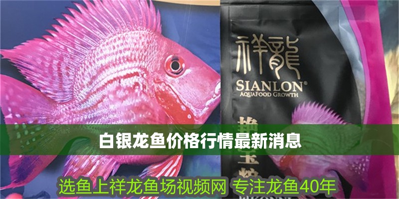 龍魚干蝦有營養嗎 白銀龍魚價格行情最新消息 龍魚百科 白銀龍魚價格行情最新消息 白銀龍魚價格行情最新消息 龍魚百科