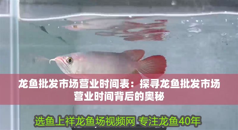 龍魚批發市場營業時間表：探尋龍魚批發市場營業時間背后的奧秘