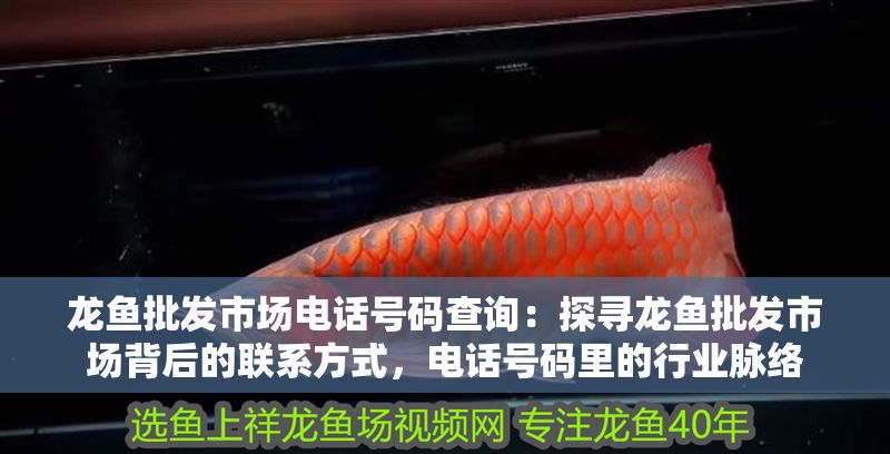 龍魚批發市場電話號碼查詢：探尋龍魚批發市場背后的聯系方式，電話號碼里的行業脈絡