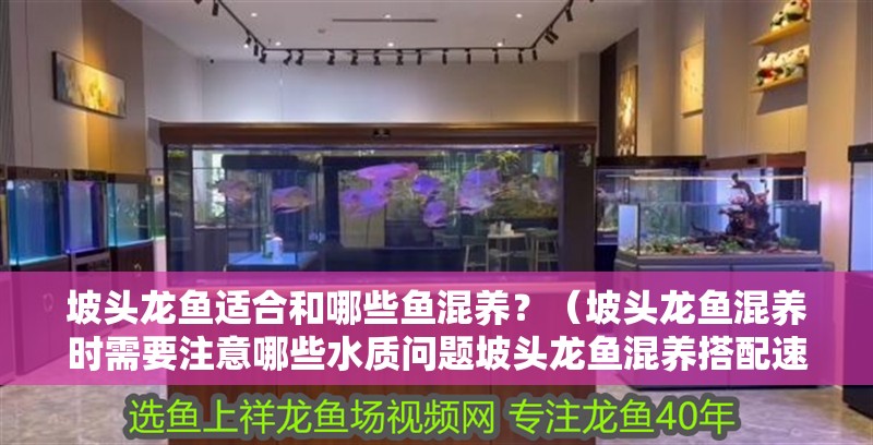 坡頭龍魚適合和哪些魚混養(yǎng)？（坡頭龍魚混養(yǎng)時(shí)需要注意哪些水質(zhì)問題坡頭龍魚混養(yǎng)搭配速查表）