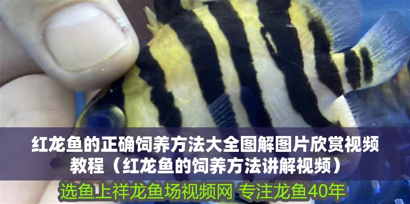 紅龍魚的正確飼養(yǎng)方法大全圖解圖片欣賞視頻教程（紅龍魚的飼養(yǎng)方法講解視頻）