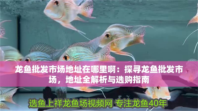 龍魚批發市場地址在哪里?。禾綄堲~批發市場，地址全解析與選購指南