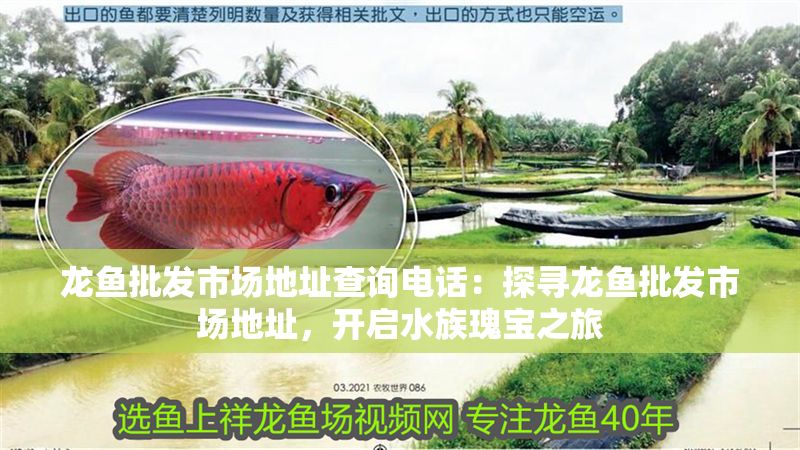 龍魚批發市場地址查詢電話：探尋龍魚批發市場地址，開啟水族瑰寶之旅