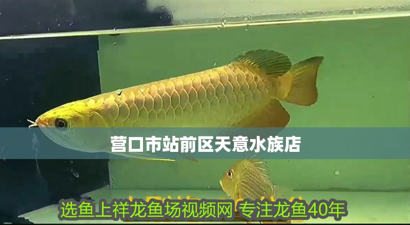營口市<strong><mark>站前</mark></strong>區天意水族店
