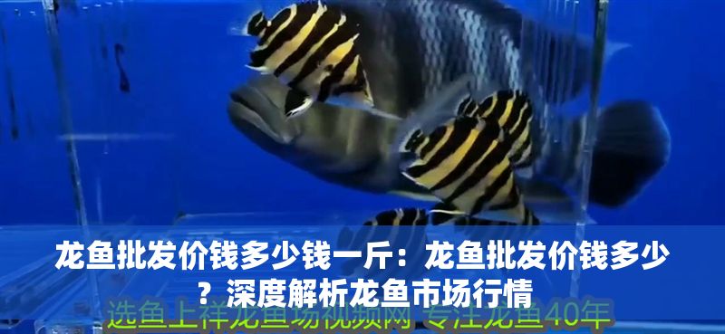 龍魚批發價錢多少錢一斤：龍魚批發價錢多少？深度解析龍魚市場行情