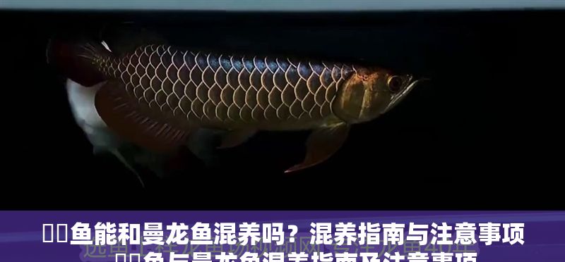鳑鲏魚能和曼龍魚混養嗎？混養指南與注意事項，鳑鲏魚與曼龍魚混養指南及注意事項