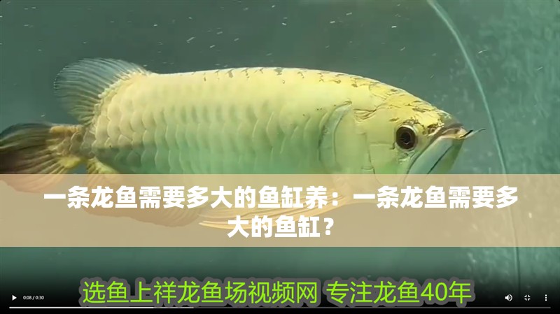 一條龍魚需要多大的魚缸養(yǎng)：一條龍魚需要多大的魚缸？