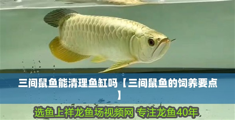 三間鼠魚能清理魚缸嗎【三間鼠魚的飼養要點】 龍魚論壇 三間鼠魚能清理魚缸嗎【三間鼠魚的飼養要點】 三間鼠魚能清理魚缸嗎【三間鼠魚的飼養要點】 龍魚論壇