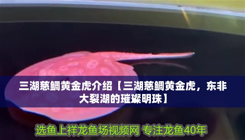 三湖慈鯛黃金虎介紹【三湖慈鯛黃金虎，東非大裂湖的璀璨明珠】 三湖慈鯛黃金虎介紹【三湖慈鯛黃金虎，東非大裂湖的璀璨明珠】 龍魚論壇