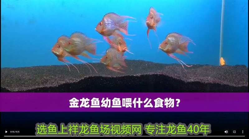 金龍魚幼魚喂什么食物？