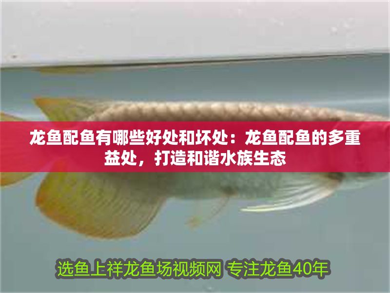 龍魚配魚有哪些好處和壞處：龍魚配魚的多重益處，打造和諧水族生態