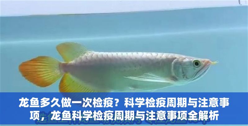 龍魚多久做一次檢疫？科學檢疫周期與注意事項，龍魚科學檢疫周期與注意事項全解析