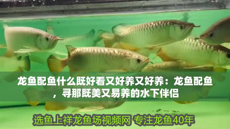 龍魚(yú)配魚(yú)什么既好看又好養(yǎng)又好養(yǎng)：龍魚(yú)配魚(yú)，尋那既美又易養(yǎng)的水下伴侶
