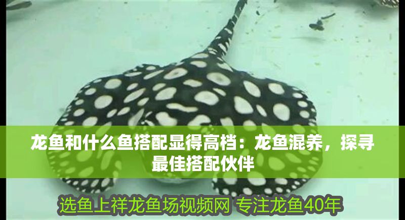 龍魚和什么魚搭配顯得高檔：龍魚混養，探尋最佳搭配伙伴