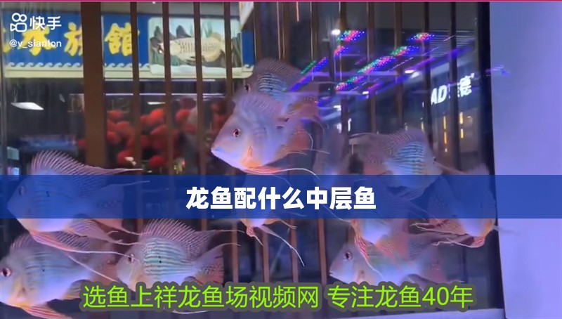 龍魚配什么中層魚 龍魚配什么中層魚 龍魚百科