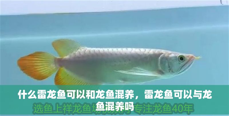 什么雷龍魚可以和龍魚混養(yǎng)，雷龍魚可以與龍魚混養(yǎng)嗎