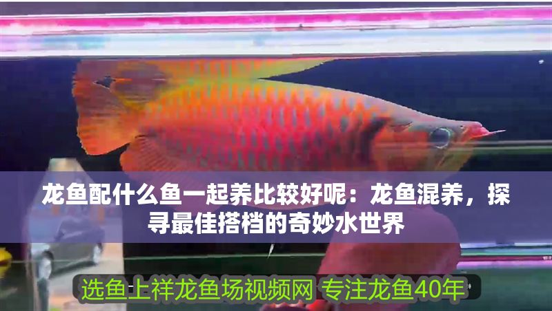 龍魚配什么魚一起養比較好呢：龍魚混養，探尋最佳搭檔的奇妙水世界