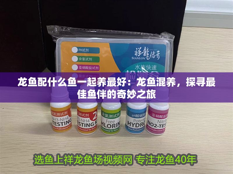 龍魚配什么魚一起養最好：龍魚混養，探尋最佳魚伴的奇妙之旅