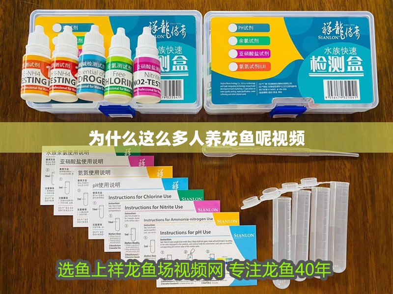 為什么這么多人養(yǎng)龍魚呢視頻