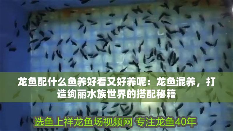龍魚配什么魚養好看又好養呢：龍魚混養，打造絢麗水族世界的搭配秘籍