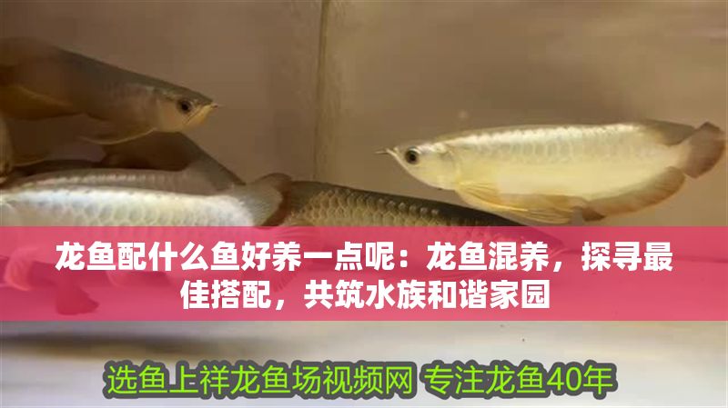 龍魚配什么魚好養一點呢：龍魚混養，探尋最佳搭配，共筑水族和諧家園