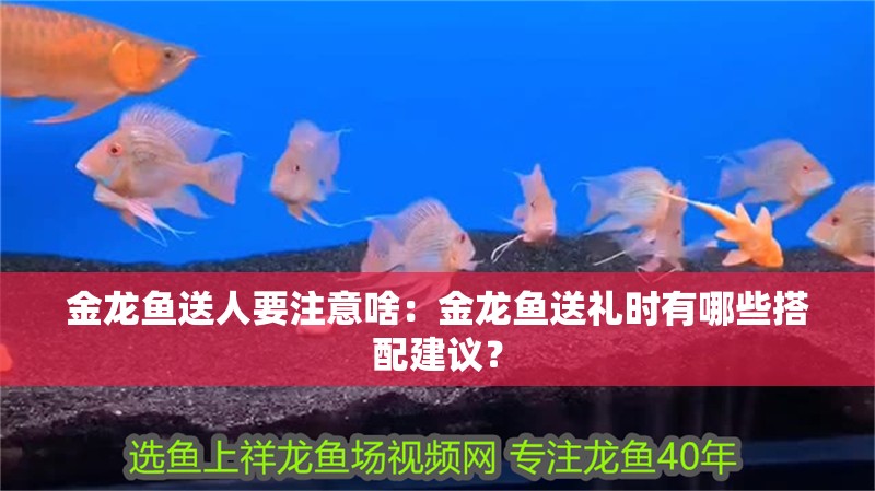 金龍魚送人要注意啥：金龍魚送禮時有哪些搭配建議？