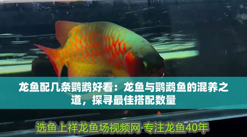 龍魚配幾條鸚鵡好看：龍魚與鸚鵡魚的混養之道，探尋最佳搭配數量