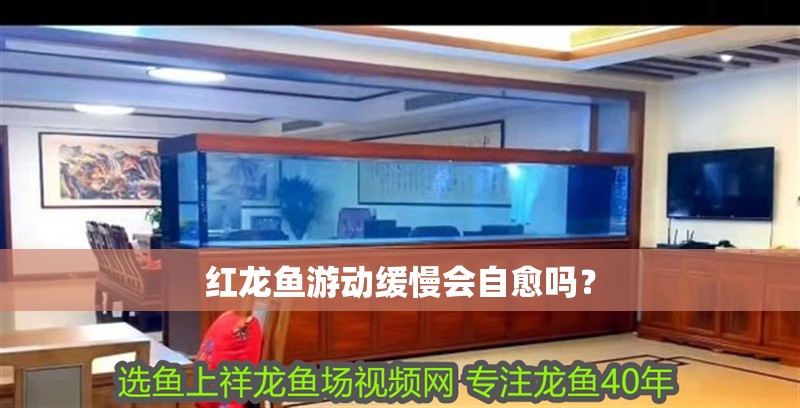 紅龍魚(yú)游動(dòng)緩慢會(huì)自愈嗎？