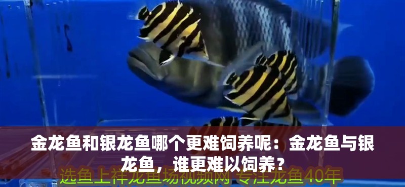 金龍魚和銀龍魚哪個(gè)更難飼養(yǎng)呢：金龍魚與銀龍魚，誰更難以飼養(yǎng)？