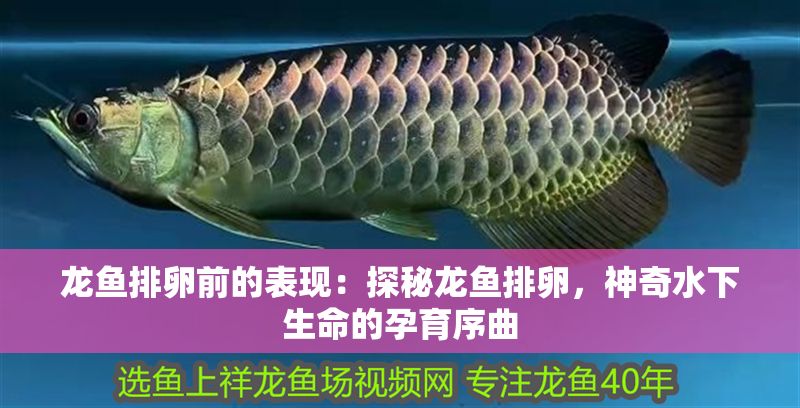 龍魚排卵前的表現：探秘龍魚排卵，神奇水下生命的孕育序曲