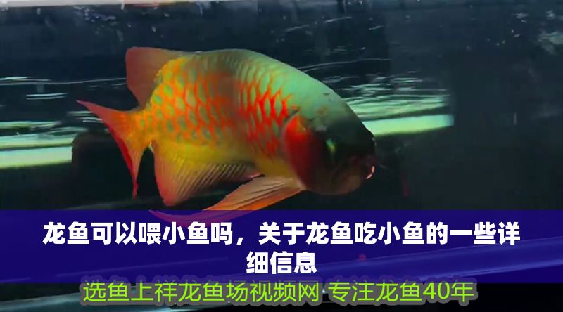 龍魚可以喂小魚嗎，關于龍魚吃小魚的一些詳細信息