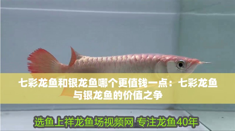 七彩龍魚和銀龍魚哪個更值錢一點：七彩龍魚與銀龍魚的價值之爭