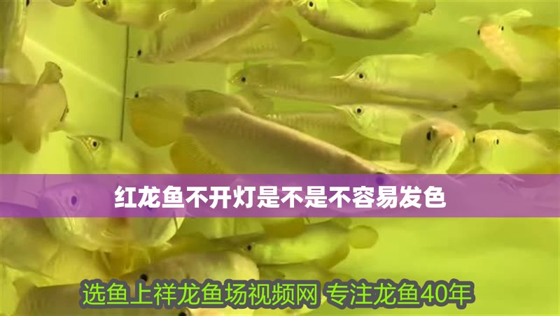 紅龍魚不開燈是不是不容易發色