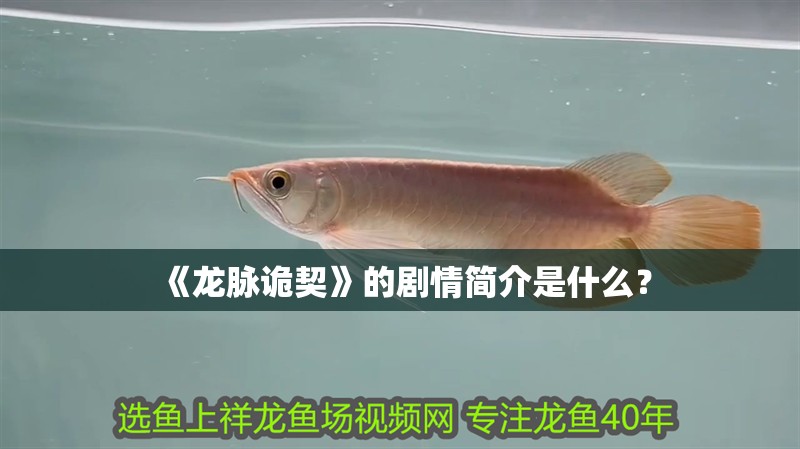 《龍脈詭契》的劇情簡介是什么？ 《龍脈詭契》的劇情簡介是什么？ 龍魚百科