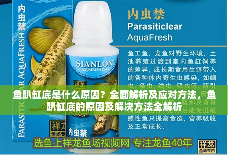 魚趴缸底是什么原因?全面解析及應對方法,魚趴缸底的原因及解決方法全解析 龍魚常見疾病 第2張 魚趴缸底是什么原因?全面解析及應對方法,魚趴缸底的原因及解決方法全解析 魚趴缸底是什么原因?全面解析及應對方法,魚趴缸底的原因及解決方法全解析 龍魚常見疾病 第2張