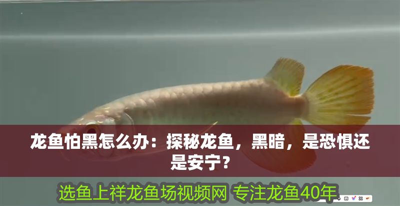 龍魚怕黑怎么辦：探秘龍魚，黑暗，是恐懼還是安寧？