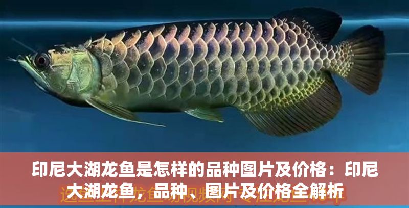 印尼大湖龍魚是怎樣的品種圖片及價格：印尼大湖龍魚，品種、圖片及價格全解析