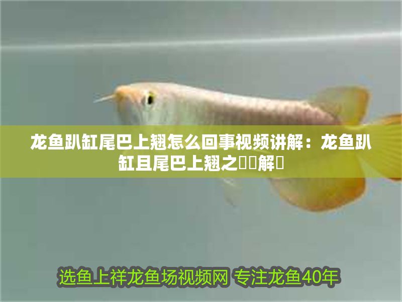 龍魚趴缸尾巴上翹怎么回事視頻講解：龍魚趴缸且尾巴上翹之謎團解碼 龍魚趴缸尾巴上翹怎么回事視頻講解：龍魚趴缸且尾巴上翹之謎團解碼 龍魚百科 第1張