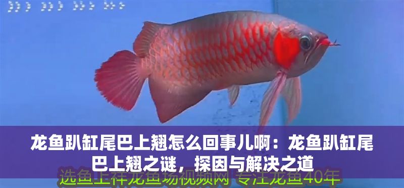 龍魚趴缸尾巴上翹怎么回事兒啊：龍魚趴缸尾巴上翹之謎，探因與解決之道