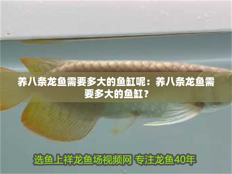 養八條龍魚需要多大的魚缸呢：養八條龍魚需要多大的魚缸？