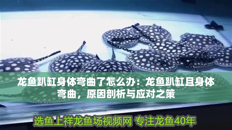 龍魚趴缸身體彎曲了怎么辦：龍魚趴缸且身體彎曲，原因剖析與應對之策