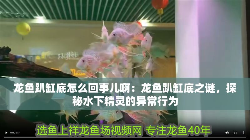 龍魚趴缸底怎么回事兒啊：龍魚趴缸底之謎，探秘水下精靈的異常行為