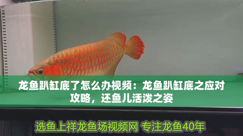 龍魚趴缸底了怎么辦視頻：龍魚趴缸底之應對攻略，還魚兒活潑之姿