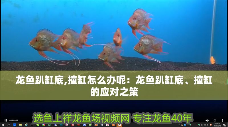 龍魚趴缸底,撞缸怎么辦呢：龍魚趴缸底、撞缸的應對之策